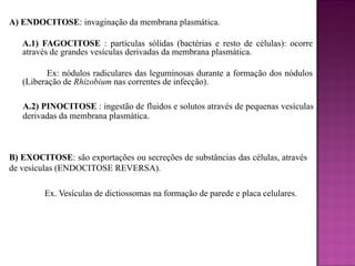 A) ENDOCITOSE: invaginação da membrana plasmática.
A.1) FAGOCITOSE : partículas sólidas (bactérias e resto de células): ocorre
através de grandes vesículas derivadas da membrana plasmática.
Ex: nódulos radiculares das leguminosas durante a formação dos nódulos
(Liberação de Rhizobium nas correntes de infecção).
A.2) PINOCITOSE : ingestão de fluidos e solutos através de pequenas vesículas
derivadas da membrana plasmática.

B) EXOCITOSE: são exportações ou secreções de substâncias das células, através
de vesículas (ENDOCITOSE REVERSA).
Ex. Vesículas de dictiossomas na formação de parede e placa celulares.

 