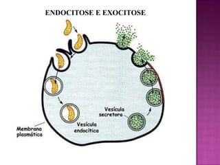 ENDOCITOSE E EXOCITOSE

 