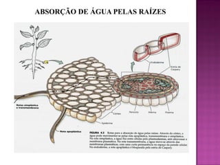 ABSORÇÃO DE ÁGUA PELAS RAÍZES

 