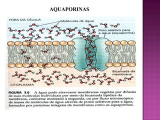 AQUAPORINAS

 