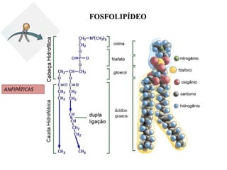 FOSFOLIPÍDEO

ANFIPÁTICAS

 