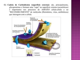 C) Cadeia de Carboidratos (superfície externa): são, principalmente,
glicoproteínas e formam uma “capa” na superfície externa (eucarióticas)
e importantes nos processos de ADESÃO célula-célula e no
“RECONHECIMENTO” de moléculas (Hormônios, vírus, antibióticos)
que interagem com a célula.

 