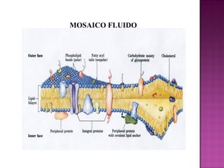 MOSAICO FLUIDO

 