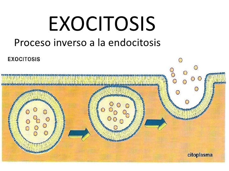 Resultado de imagen de endocitosis