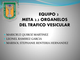  MARICRUZ QUIROZ MARTINEZ
 LEONEL RAMIREZ GARCIA
 MARISOL STEPHANIE RENTERIA HERNANDEZ
EQUIPO 2
META 2.3 ORGANELOS
DEL TRAFICO VESICULAR
 