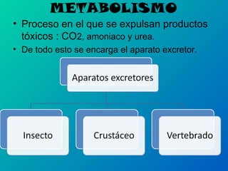 METABOLISMO

• Proceso en el que se expulsan productos
tóxicos : CO2, amoniaco y urea.
• De todo esto se encarga el aparato excretor.

 