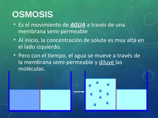 OSMOSIS
• Es el movimiento de AGUA a través de una
membrana semi-permeable
• Al inicio, la concentración de solute es muy alta en
el lado izquierdo.
• Pero con el tiempo, el agua se mueve a través de
la membrana semi-permeable y diluye las
moléculas.
 
