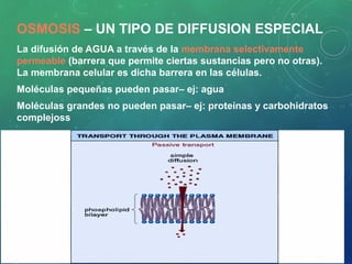 OSMOSIS – UN TIPO DE DIFFUSION ESPECIAL
La difusión de AGUA a través de la membrana selectivamente
permeable (barrera que permite ciertas sustancias pero no otras).
La membrana celular es dicha barrera en las células.
Moléculas pequeñas pueden pasar– ej: agua
Moléculas grandes no pueden pasar– ej: proteínas y carbohidratos
complejoss
 