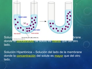 Solución Hipotónica – Solución del lado de la membrane
donde la concetración de soluto es menor que del otro
lado.
Solución Hipertónica – Solución del lado de la membrane
donde la concentración del solute es mayor que del otro
lado.
 