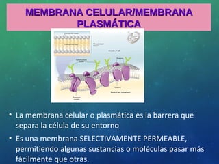 MEMBRANA CELULAR/MEMBRANAMEMBRANA CELULAR/MEMBRANA
PLASMÁTICAPLASMÁTICA
• La membrana celular o plasmática es la barrera que
separa la célula de su entorno
• Es una membrana SELECTIVAMENTE PERMEABLE,
permitiendo algunas sustancias o moléculas pasar más
fácilmente que otras.
 