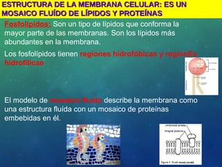 ESTRUCTURA DE LA MEMBRANA CELULAR: ES UNESTRUCTURA DE LA MEMBRANA CELULAR: ES UN
MOSAICO FLUÍDO DE LÍPIDOS Y PROTEÍNASMOSAICO FLUÍDO DE LÍPIDOS Y PROTEÍNAS
• Fosfolípidos: Son un tipo de lípidos que conforma la
mayor parte de las membranas. Son los lípidos más
abundantes en la membrana.
• Los fosfolípidos tienen regiones hidrofóbicas y regionEs
hidrofílicae
• El modelo de mosaico fluído describe la membrana como
una estructura fluída con un mosaico de proteínas
embebidas en él.
 