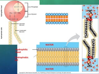 Hydrophilic
head
Hydrophobic
tail
WATER
WATER
 