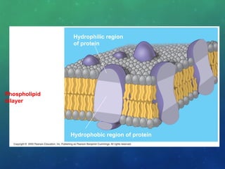 Hydrophilic region
of protein
Hydrophobic region of protein
Phospholipid
bilayer
 