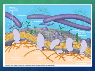 Fibers of
extracellular
matrix (ECM)
Glycoprotein
Carbohydrate
Microfilaments
of cytoskeleton
Cholesterol
Integral
protein
Peripheral
proteins
CYTOPLASMIC SIDE
OF MEMBRANE
EXTRACELLULAR
SIDE OF
MEMBRANE
Glycolipid
 