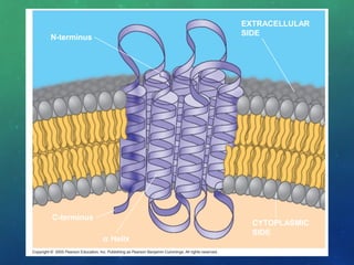 EXTRACELLULAR
SIDE
N-terminus
C-terminus
CYTOPLASMIC
SIDE
α Helix
 