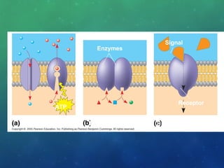 Enzymes
Signal
Receptor
ATP
Transport Enzymatic activity Signal transduction
 