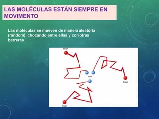 LAS MOLÉCULAS ESTÁN SIEMPRE EN
MOVIMENTO
Las moléculas se mueven de manera aleatoria
(random), chocando entre ellas y con otras
barreras
 