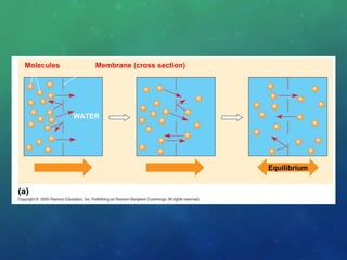 Molecules Membrane (cross section)
WATER
Equilibrium
Diffusion of one solute
 