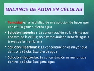 BALANCE DE AGUA EN CÉLULAS
• Tonicidad es la hablidiad de una solucion de hacer que
una célula gane o pierda agua
• Solución Isotónica : La concentración es la misma que
adentro de la célula; no hay movimieno neto de agua a
traves de la membrana
• Solución Hipertónica: La concentración es mayor que
dentro la célula; ésta pierde agua
• Solución Hipotónica: La concentración es menor que
dentro la célula; ésta gana agua
 