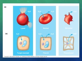 Animal
cell
Lysed
H2O H2O H2O
Normal
Hypotonic solution Isotonic solution Hypertonic solution
H2O
Shriveled
H2OH2OH2OH2OPlant
cell
Turgid (normal) Flaccid Plasmolyzed
 