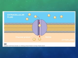 EXTRACELLULAR
FLUID
Channel protein Solute
CYTOPLASM
 
