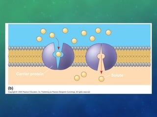 Carrier protein Solute
 