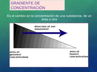 GRADIENTE DE
CONCENTRACIÓN
Es el cambio en la concentración de una substancia, de un
área a otra
 