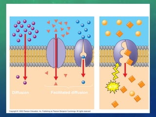 Diffusion Facilitated diffusion
Passive transport
ATP
Active transport
 