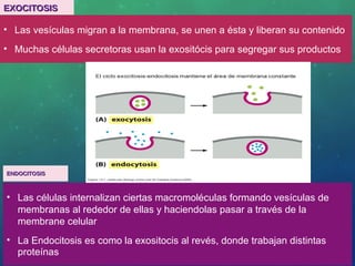 EXOCITOSISEXOCITOSIS
• Las vesículas migran a la membrana, se unen a ésta y liberan su contenido
• Muchas células secretoras usan la exositócis para segregar sus productos
ENDOCITOSISENDOCITOSIS
• Las células internalizan ciertas macromoléculas formando vesículas de
membranas al rededor de ellas y haciendolas pasar a través de la
membrane celular
• La Endocitosis es como la exositocis al revés, donde trabajan distintas
proteínas
 