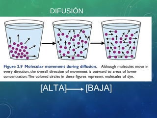 DIFUSIÓN
[ALTA] [BAJA]
 