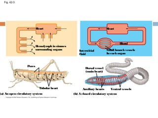 Fig. 42-3
Heart
Hemolymph in sinuses
surrounding organs
Heart
Interstitial
fluid
Small branch vessels
In each organ
Blood
Dorsal vessel
(main heart)
Auxiliary hearts Ventral vessels
(b) A closed circulatory system(a) An open circulatory system
Tubular heart
Pores
 