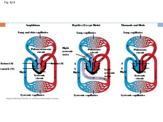 Fig. 42-5
Amphibians
Lung and skin capillaries
Pulmocutaneous
circuit
Atrium(A)
Ventricle (V)
Atrium(A)
Systemic
circuit
Right Left
Systemic capillaries
Reptiles (Except Birds)
Lung capillaries
Pulmonary
circuit
Right
systemic
aorta
Right Left
Left
systemic
aorta
Systemic capillaries
A A
VV
Systemic capillaries
Pulmonary
circuit
Systemic
circuit
Right Left
A A
VV
Lung capillaries
Mammals and Birds
 