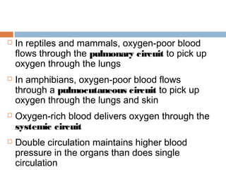  In reptiles and mammals, oxygen-poor blood
flows through the pulmonary circuit to pick up
oxygen through the lungs
 In amphibians, oxygen-poor blood flows
through a pulmocutaneous circuit to pick up
oxygen through the lungs and skin
 Oxygen-rich blood delivers oxygen through the
systemic circuit
 Double circulation maintains higher blood
pressure in the organs than does single
circulation
 