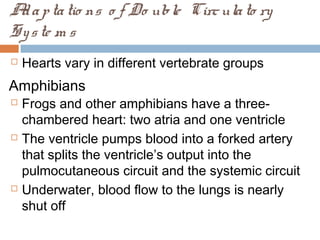 Adaptatio ns o f Do uble Circulato ry
Syste m s
 Hearts vary in different vertebrate groups
Amphibians
 Frogs and other amphibians have a three-
chambered heart: two atria and one ventricle
 The ventricle pumps blood into a forked artery
that splits the ventricle’s output into the
pulmocutaneous circuit and the systemic circuit
 Underwater, blood flow to the lungs is nearly
shut off
 