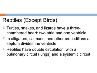 Reptiles (Except Birds)
 Turtles, snakes, and lizards have a three-
chambered heart: two atria and one ventricle
 In alligators, caimans, and other crocodilians a
septum divides the ventricle
 Reptiles have double circulation, with a
pulmonary circuit (lungs) and a systemic circuit
 