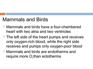 Mammals and Birds
 Mammals and birds have a four-chambered
heart with two atria and two ventricles
 The left side of the heart pumps and receives
only oxygen-rich blood, while the right side
receives and pumps only oxygen-poor blood
 Mammals and birds are endotherms and
require more O2 than ectotherms
 