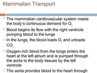 Mammalian Transport
 The mammalian cardiovascular system meets
the body’s continuous demand for O2
 Blood begins its flow with the right ventricle
pumping blood to the lungs
 In the lungs, the blood loads O2 and unloads
CO2
 Oxygen-rich blood from the lungs enters the
heart at the left atrium and is pumped through
the aorta to the body tissues by the left
ventricle
 The aorta provides blood to the heart through
 