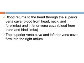  Blood returns to the heart through the superior
vena cava (blood from head, neck, and
forelimbs) and inferior vena cava (blood from
trunk and hind limbs)
 The superior vena cava and inferior vena cava
flow into the right atrium
 