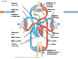 Fig. 42-6
Superior
vena cava
Pulmonary
artery
Capillaries
of right lung
3
7
3
8
9
2
4
11
5
1
10
Aorta
Pulmonary
vein
Right atrium
Right ventricle
Inferior
vena cava
Capillaries of
abdominal organs
and hind limbs
Pulmonary
vein
Left atrium
Left ventricle
Aorta
Capillaries
of left lung
Pulmonary
artery
Capillaries of
head and
forelimbs
 