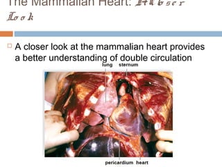 The Mammalian Heart: AClo se r
Lo o k
 A closer look at the mammalian heart provides
a better understanding of double circulation
 