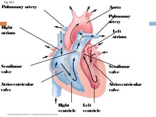 Fig. 42-7
Pulmonary artery
Right
atrium
Semilunar
valve
Atrioventricular
valve
Right
ventricle
Left
ventricle
Atrioventricular
valve
Left
atrium
Semilunar
valve
Pulmonary
artery
Aorta
 