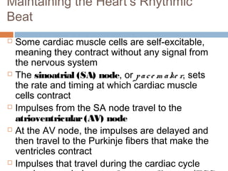 Maintaining the Heart’s Rhythmic
Beat
 Some cardiac muscle cells are self-excitable,
meaning they contract without any signal from
the nervous system
 The sinoatrial (SA) node, or pace m ake r, sets
the rate and timing at which cardiac muscle
cells contract
 Impulses from the SA node travel to the
atrioventricular(AV) node
 At the AV node, the impulses are delayed and
then travel to the Purkinje fibers that make the
ventricles contract
 Impulses that travel during the cardiac cycle
 