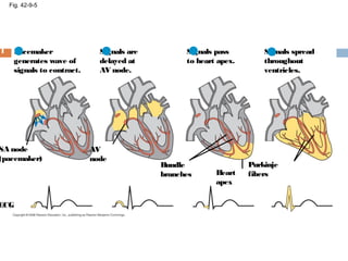 Fig. 42-9-5
Signals spread
throughout
ventricles.
4
Purkinje
fibers
Pacemaker
generates wave of
signals to contract.
1
SA node
(pacemaker)
ECG
Signals are
delayed at
AV node.
2
AV
node
Signals pass
to heart apex.
3
Bundle
branches Heart
apex
 