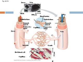 Fig. 42-10
Artery Vein
SEM
100 µm
Endothelium
Artery
Smooth
muscle
Connective
tissue
Capillary
Basal lamina
Endothelium
Smooth
muscle
Connective
tissue
Valve
Vein
Arteriole Venule
Red blood cell
Capillary
15µm
 