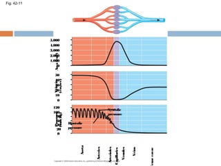 Fig. 42-11
5,000
4,000
3,000
2,000
1,000
0
0
50
40
30
20
10
120
80
100
60
40
20
0
Area(cm2
)Velocity
(cm/sec)
Pressure
(mmHg)
Aorta
Arteries
Arterioles
Capillaries
Venules
Veins
enaecavae
Diastolic
pressure
Systolic
pressure
 