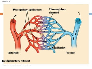 Fig. 42-15a
Precapillary sphincters Thoroughfare
channel
Arteriole
Capillaries
Venule
(a) Sphincters relaxed
 