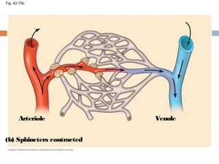 Fig. 42-15b
(b) Sphincters contracted
Arteriole Venule
 