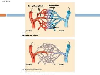 Fig. 42-15
Precapillary sphincters Thoroughfare
channel
Arteriole
Capillaries
Venule
(a) Sphincters relaxed
(b) Sphincters contracted
Arteriole Venule
 