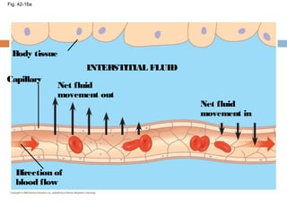 Fig. 42-16a
Body tissue
Capillary
Net fluid
movement out
INTERSTITIAL FLUID
Net fluid
movement in
Direction of
blood flow
 