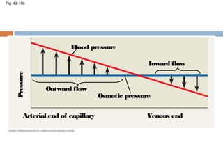 Fig. 42-16b
Blood pressure
Inward flow
Outward flow
Osmotic pressure
Arterial end of capillary Venous end
Pressure
 